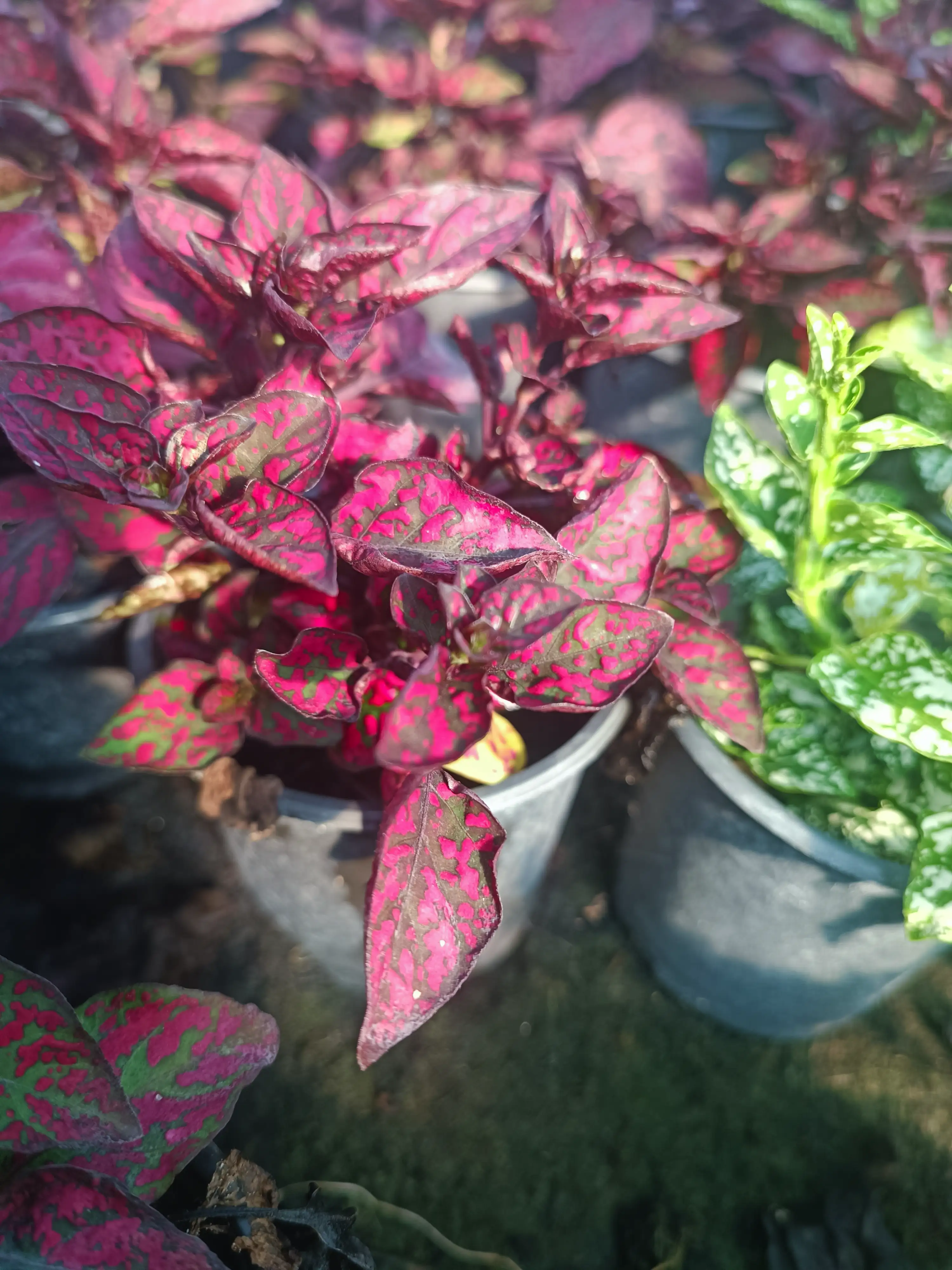 Гіпоестес Hippo Red (касетна розсада)