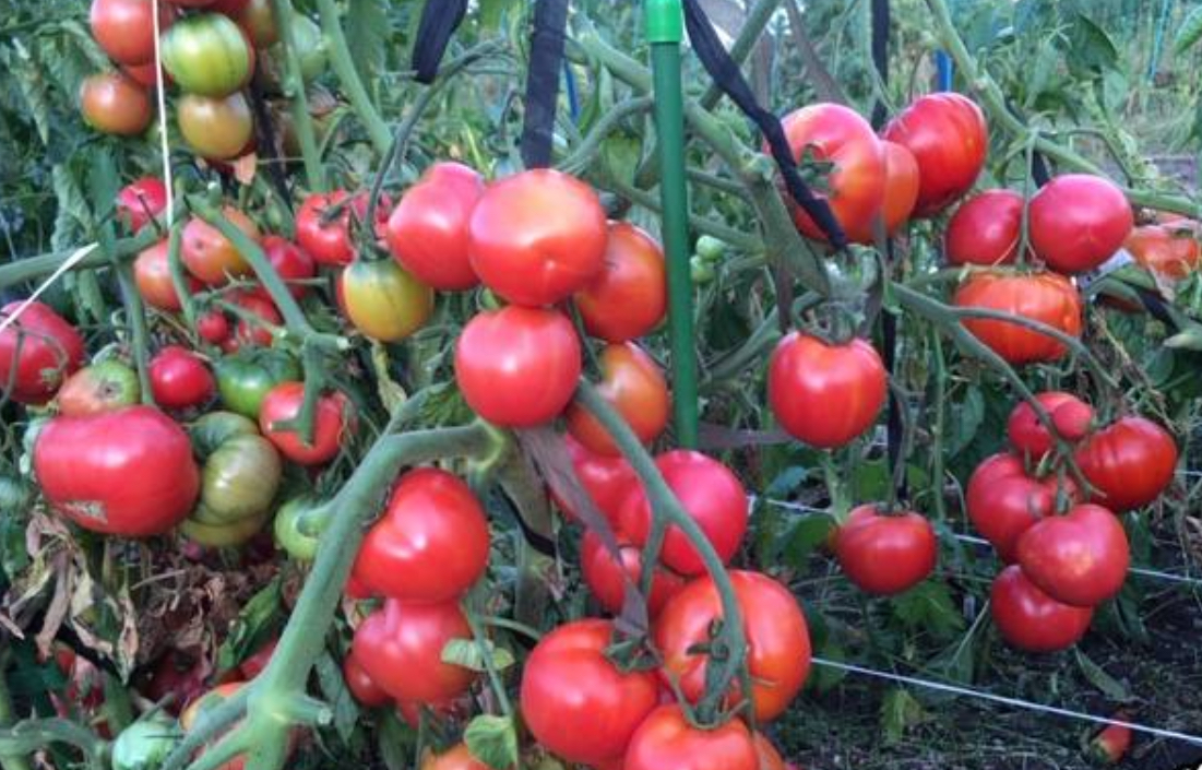 Помідори Ляна 0,2 г (Агро Майстер)