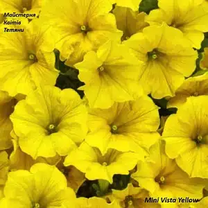 Петунія Mini Vista Yellow (касетна розсада)