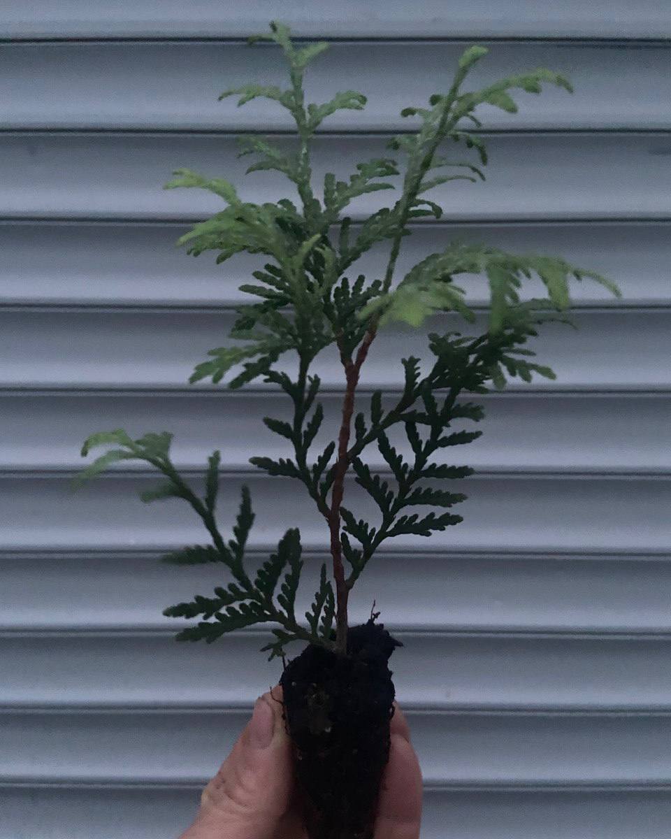 Туя Глобоза (шаровидна)