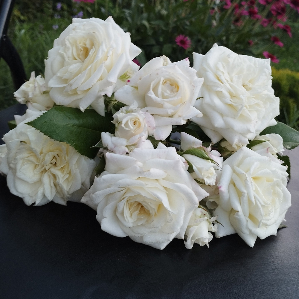 Алабастер (Alabaster)