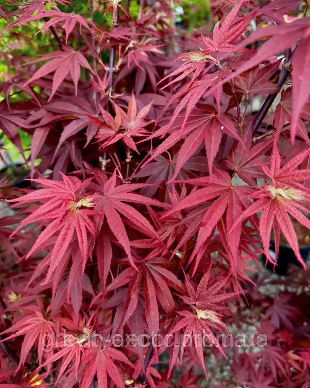 Клен японський "Pixie". Acer palmatum "Pixie"/ h 60-80