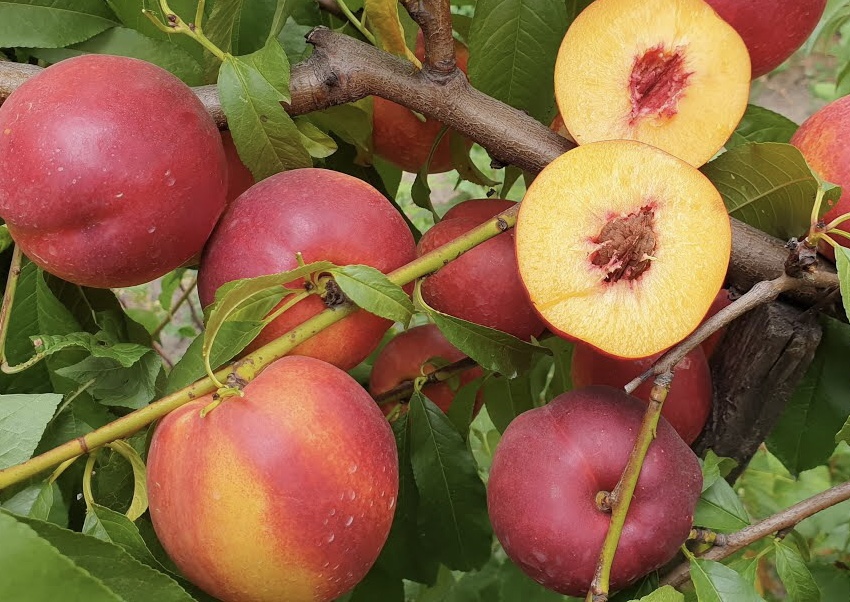 Нектарин Харко