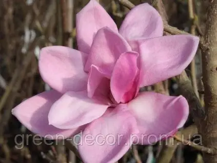 Магнолія 'Lilac Chalice' (Magnolia 'Lilac Chalice') 100-140 С7,5