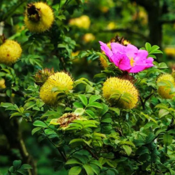 Rosa roxburghii — Rosa roxburghii (декоративна шипшина)