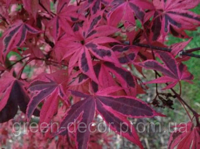 Клен пальмолистий 'Гейша Гоун Вайлд' (Acer palmatum 'Geisha Gone Wild') 60-90/45-70 С12