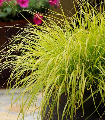 🌾 Pennisetum "Hameln Gold"
