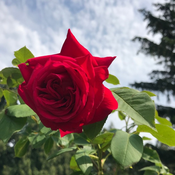 Тарас Шевченко — Taras Shevchenko