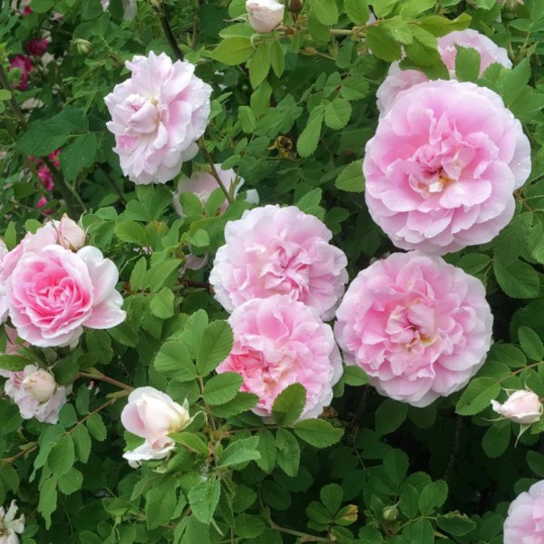 Мартін Флобішер ( ругоза )  Martin Frobisher