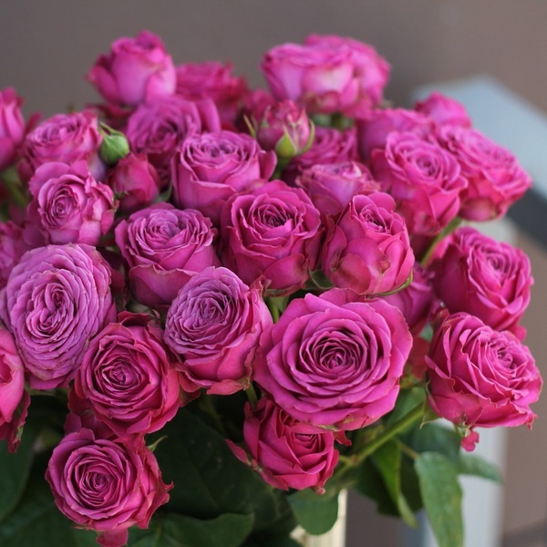 Класік Сенсейшн — Classic Sensation